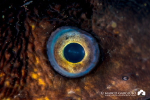 Mediterranean Mooray eye by Marco Gargiulo 